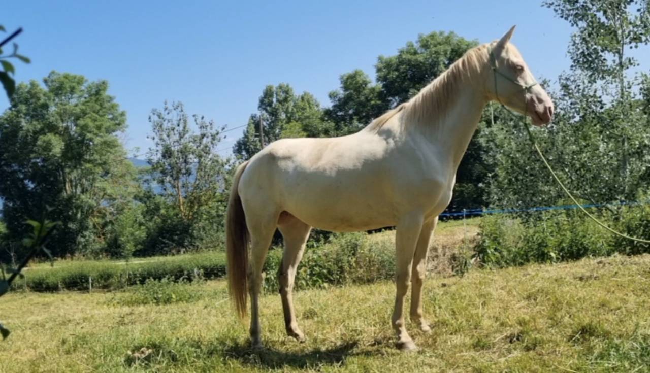 Yegua Akhal Teke En venta 2021 Cremello por Kemput AT