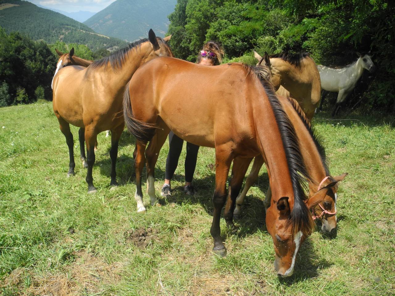 Potranca Akhal Teke En venta 2024 Bayo por Karar