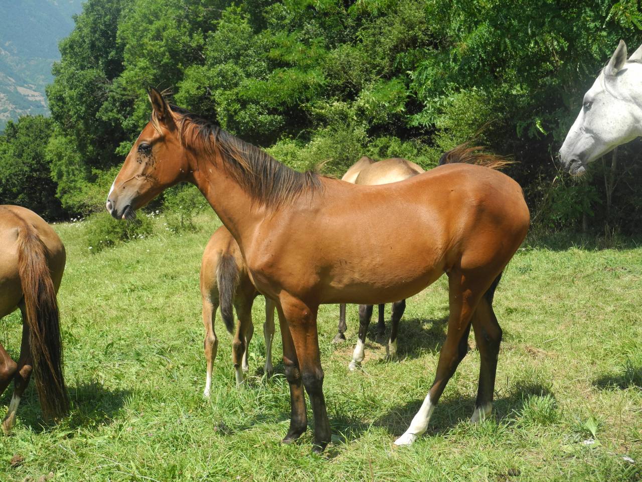 Potranca Akhal Teke En venta 2024 Bayo por Karar