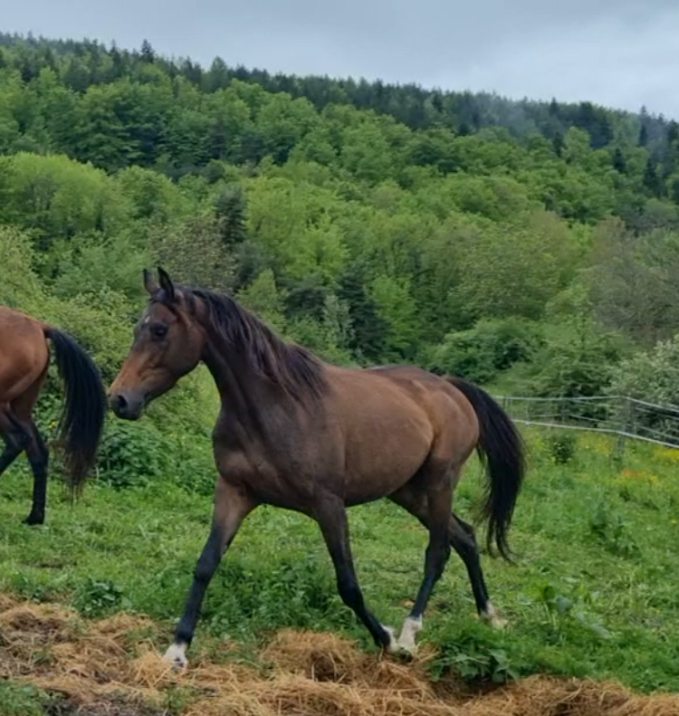 Yegua Origine Constatée En venta 2021 Bayo moreno por Dengiz