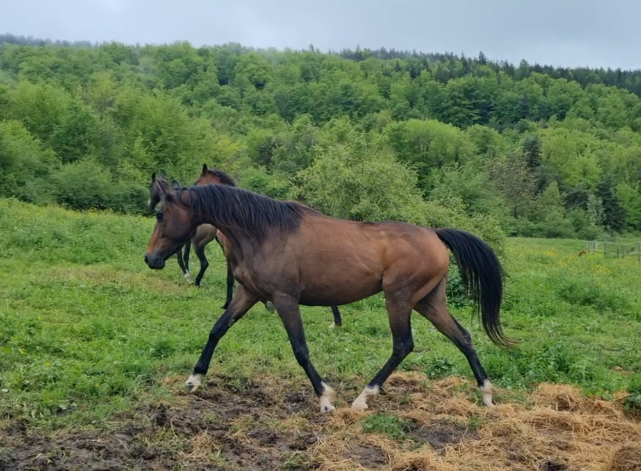 Yegua Origine Constatée En venta 2021 Bayo moreno por Dengiz