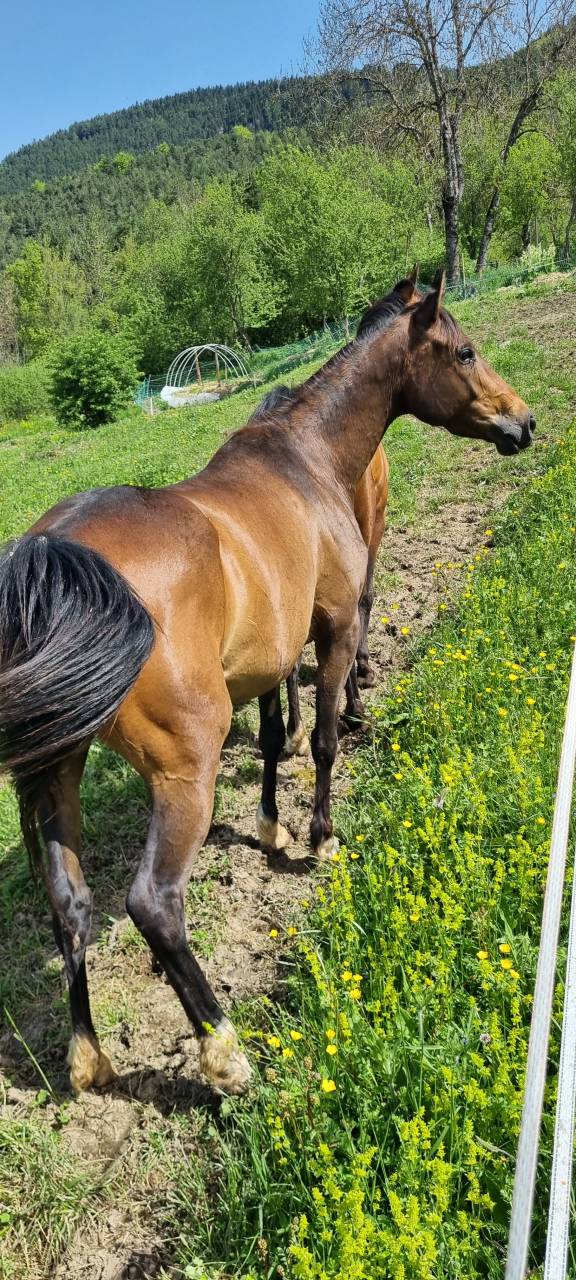 Yegua Origine Constatée En venta 2021 Bayo moreno por Dengiz