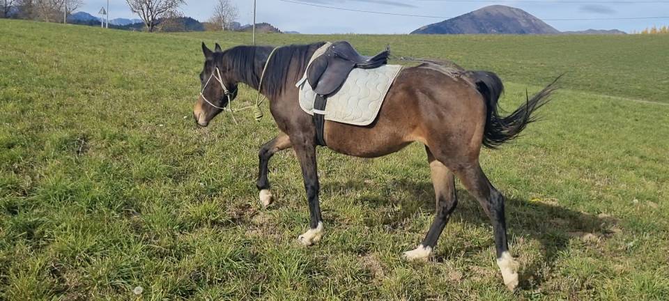 Yegua Origine Constat&eacute;e En venta 2021 Bayo moreno por Dengiz