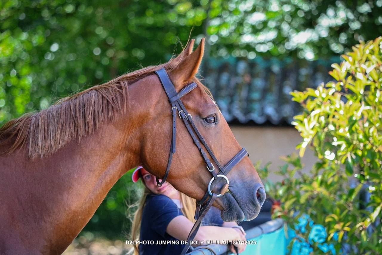 Yegua Origine Constatée En venta 2021 Alazán