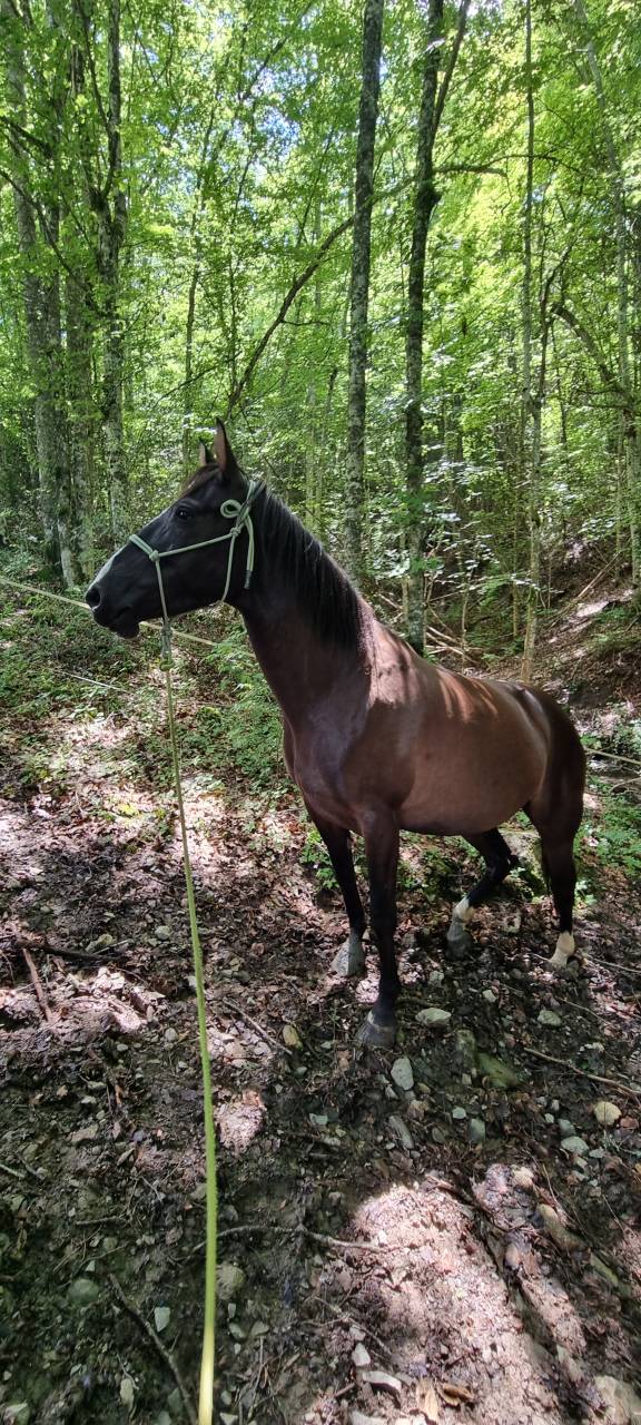 Yegua Origine Constatée En venta 2018 Negro por Duman AT