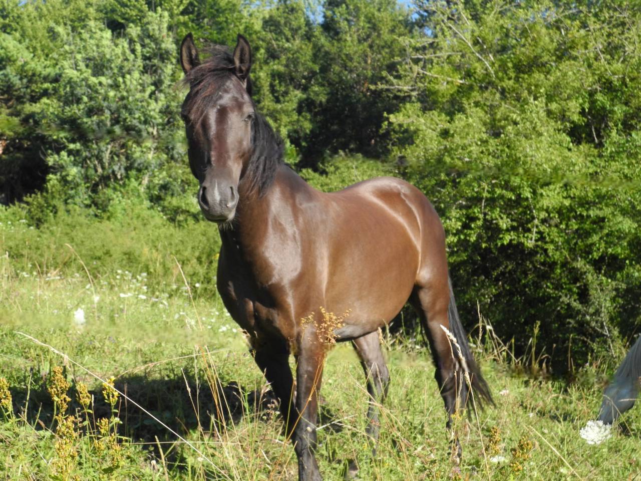 Caballo castrado Origine Constatée En venta 2018 Negro por DUMAN