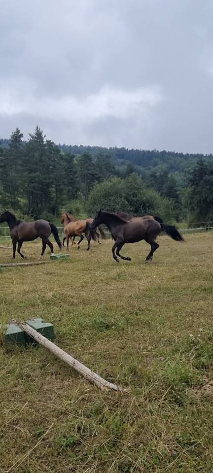 Caballo castrado Origine Constatée En venta 2018 Negro por DUMAN