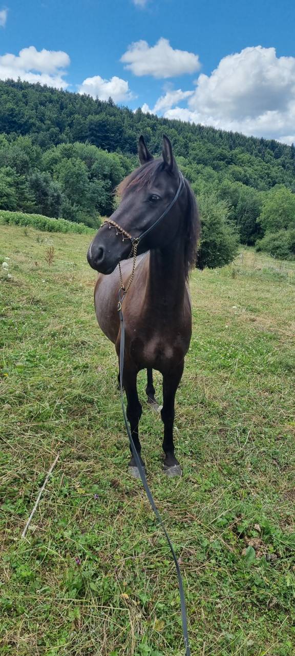Caballo castrado Origine Constatée En venta 2018 Negro por DUMAN