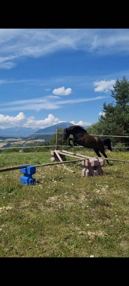 Caballo castrado Origine Constatée En venta 2018 Negro por DUMAN