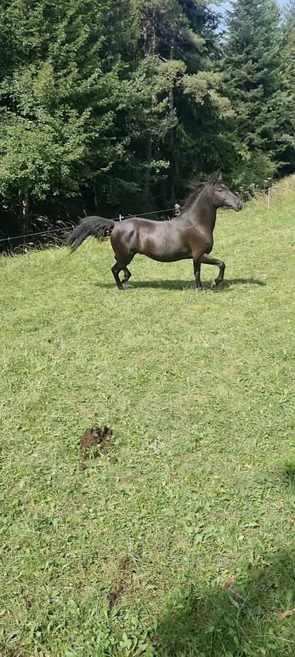 Caballo castrado Origine Constatée En venta 2018 Negro por DUMAN