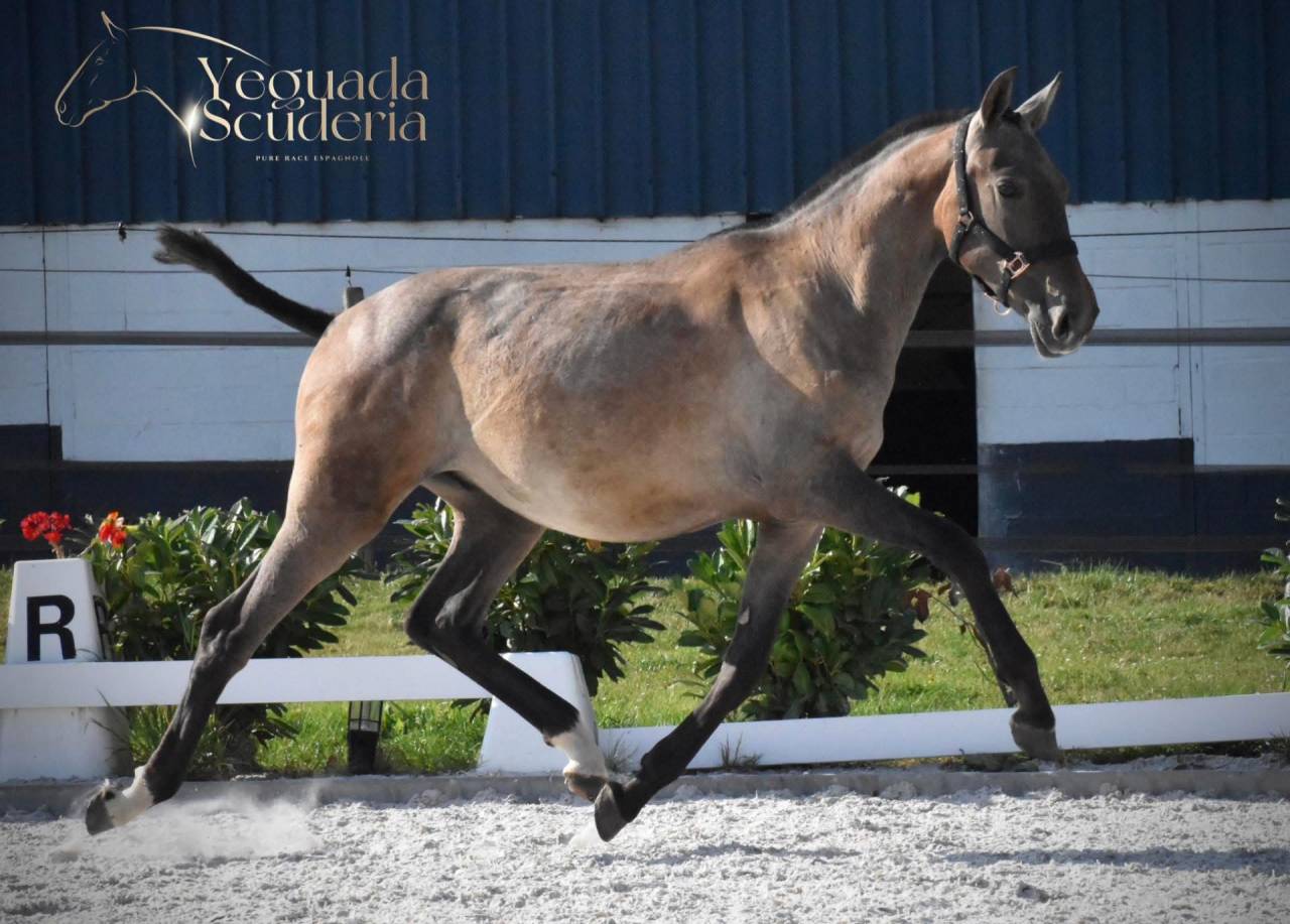 Potro PRE Pura Raza Española En venta 2024 Tordo por Poeta de Susaeta