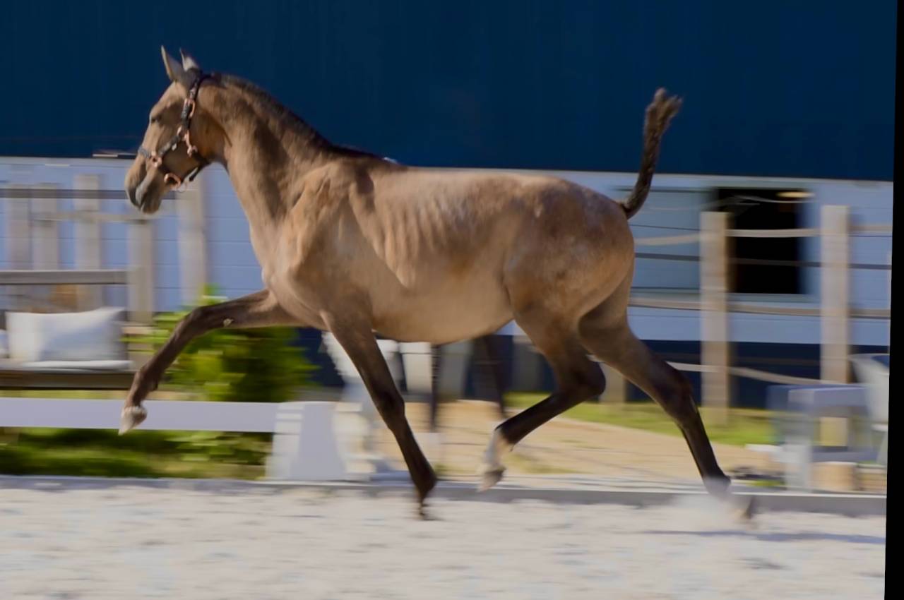 Potro PRE Pura Raza Española En venta 2024 Tordo por Poeta de Susaeta
