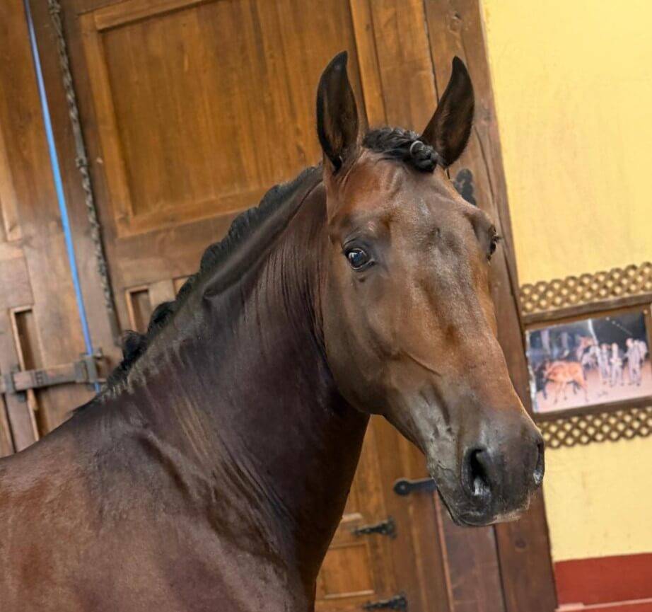 Caballo entero PRE Pura Raza Española En venta 2020 Bayo