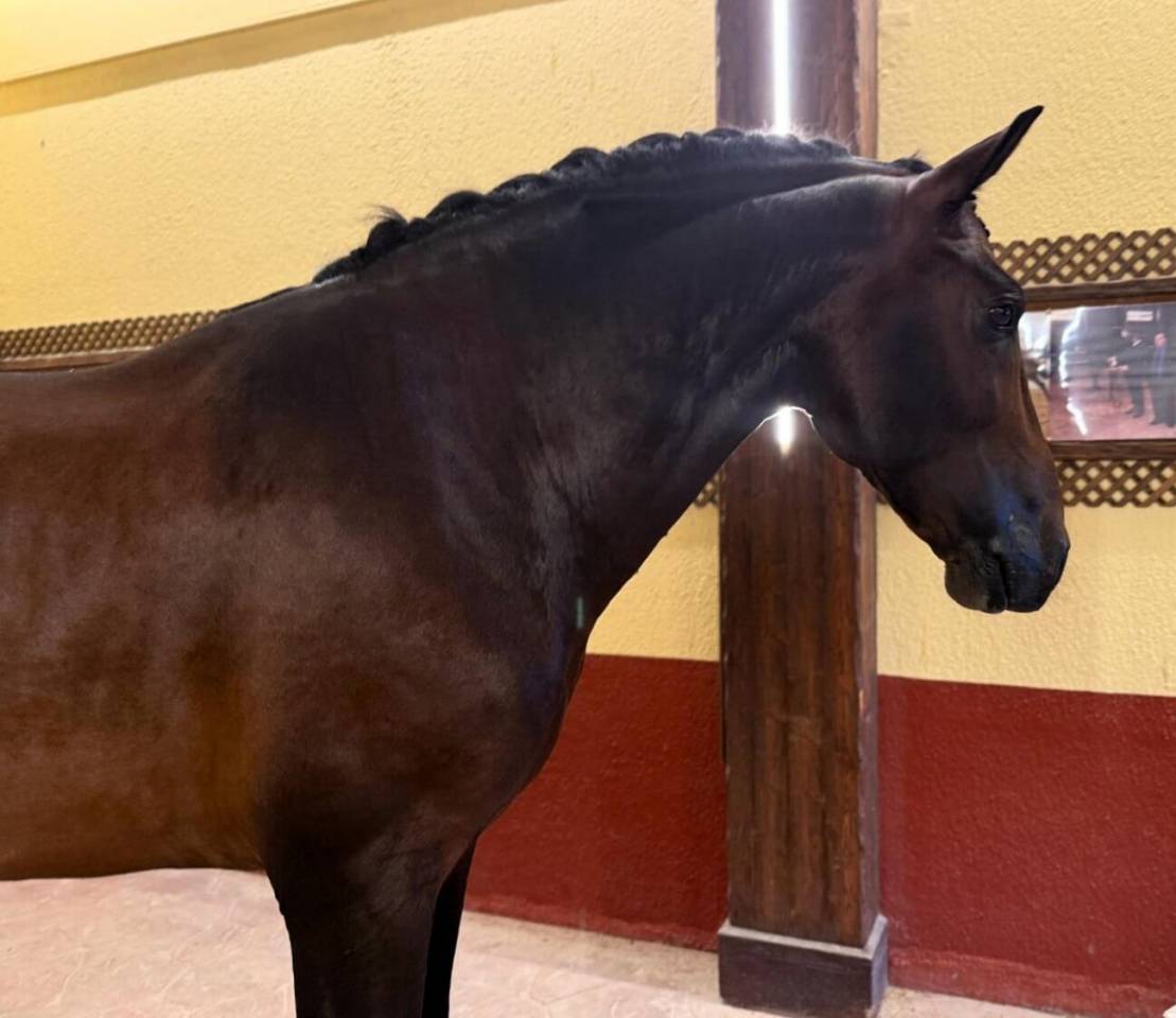 Caballo entero PRE Pura Raza Española En venta 2020 Bayo