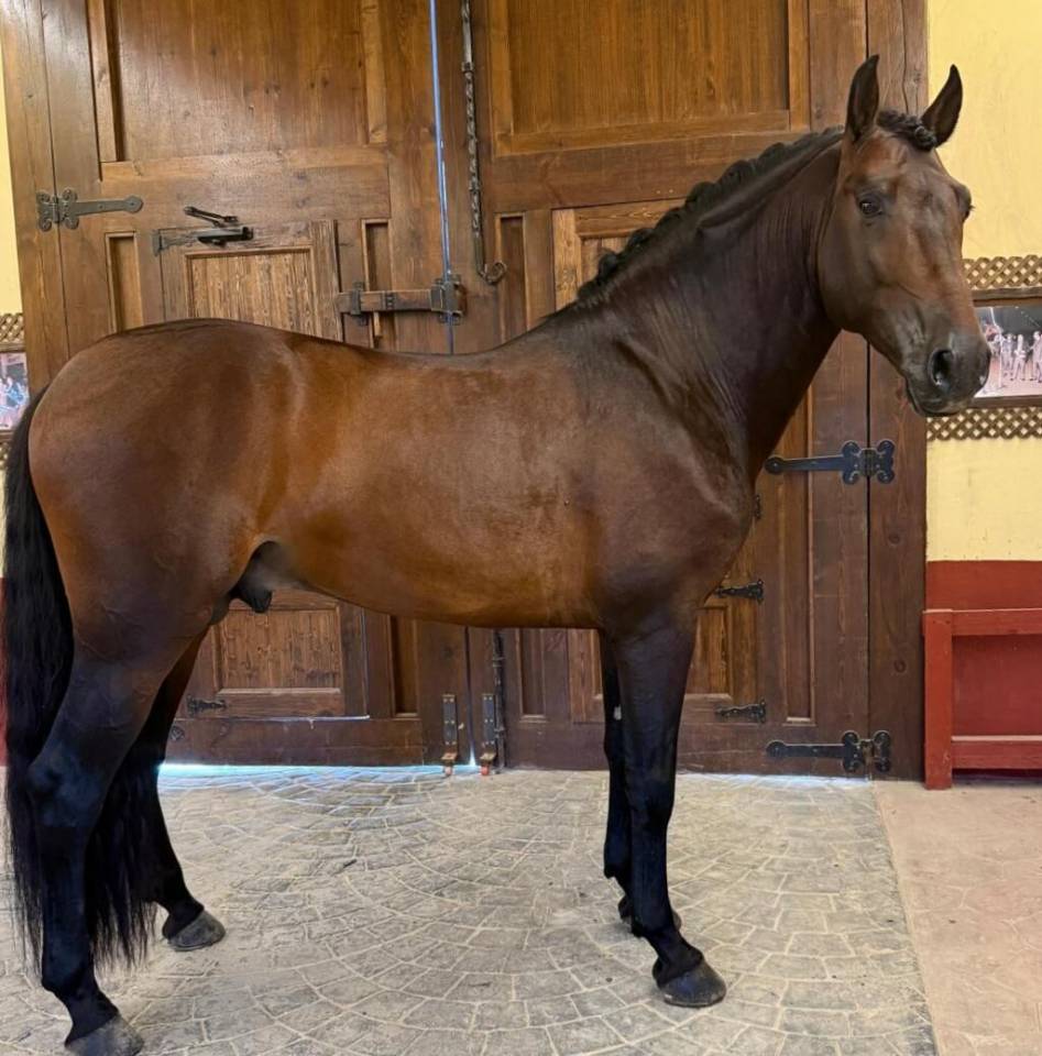 Caballo entero PRE Pura Raza Española En venta 2020 Bayo