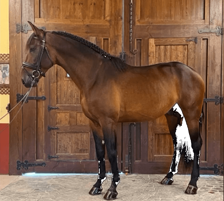 Caballo entero PRE Pura Raza Española En venta 2020 Bayo