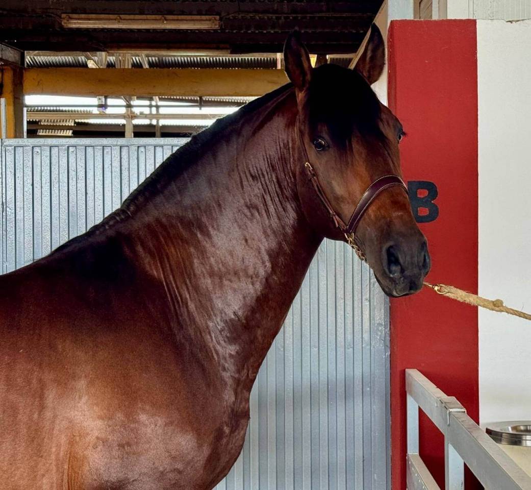 Caballo entero PRE Pura Raza Española En venta 2020 Bayo