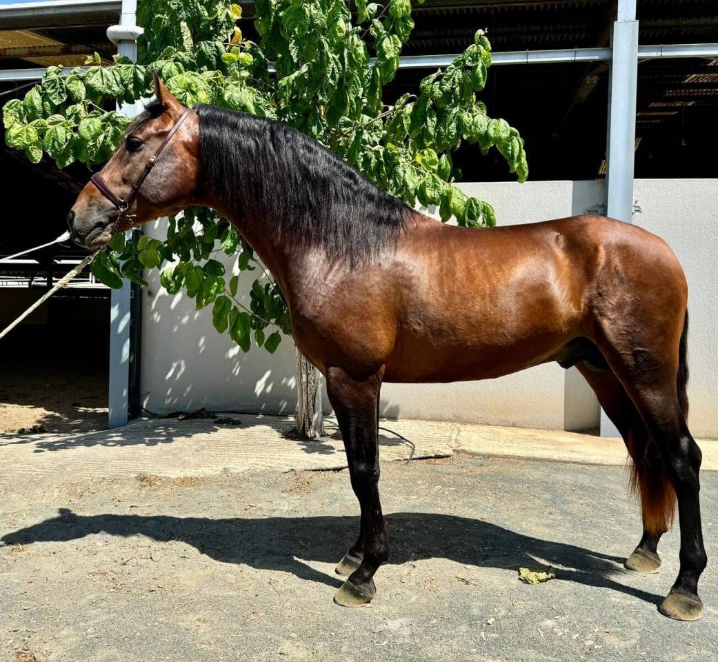 Caballo entero PRE Pura Raza Española En venta 2020 Bayo