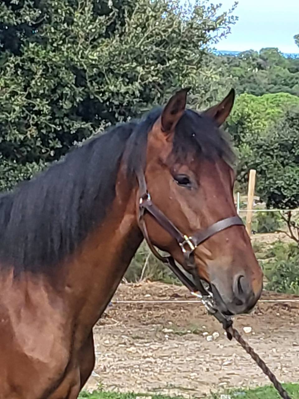 Potranca PRE Pura Raza Española En venta 2023 Bayo por Trianero 29