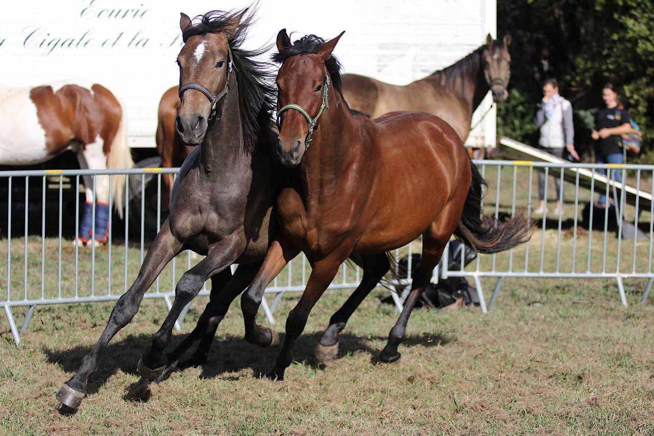 Potranca PRE Pura Raza Española En venta 2023 Bayo por Trianero 29