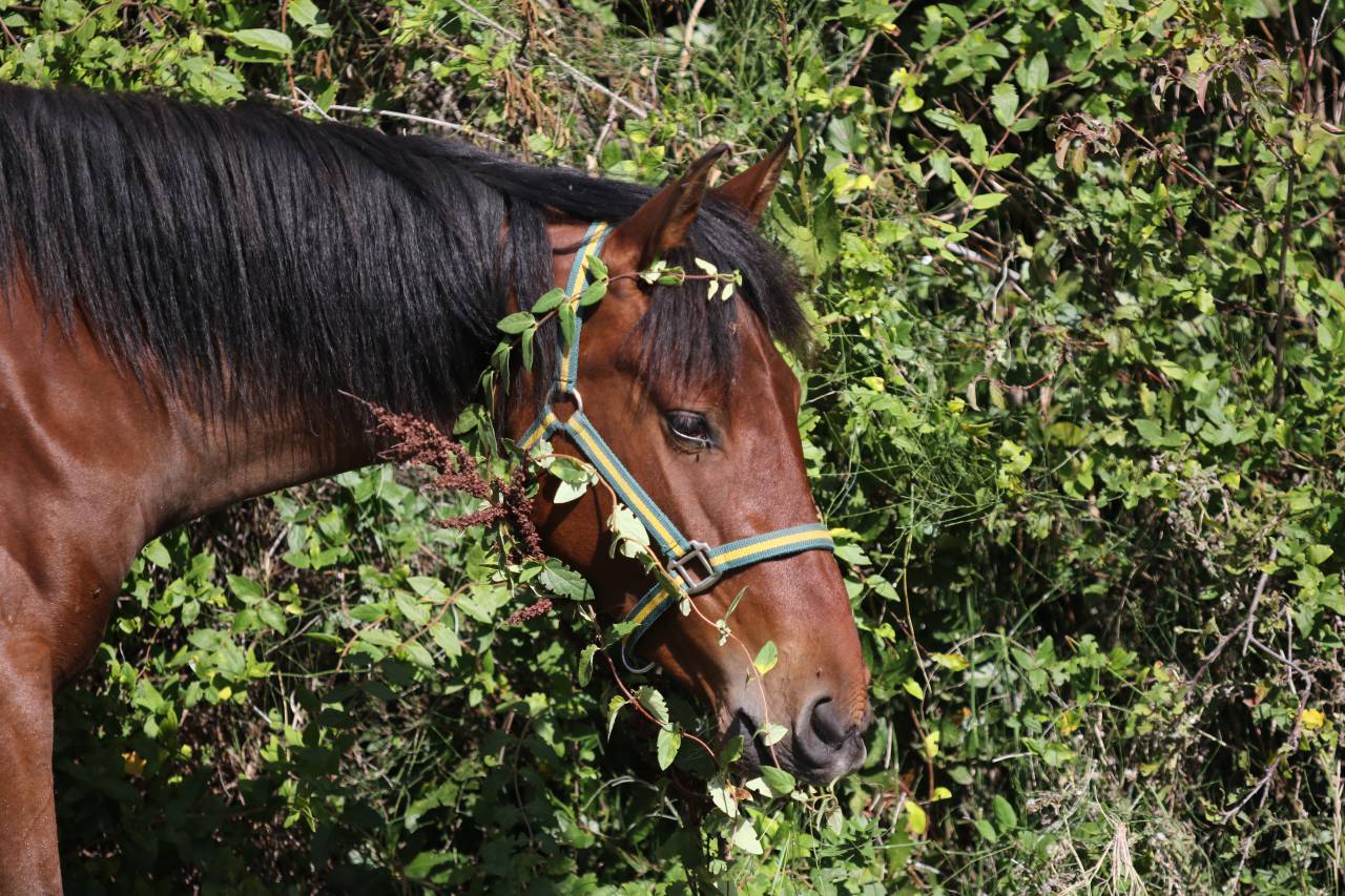 Potranca PRE Pura Raza Española En venta 2023 Bayo por Trianero 29
