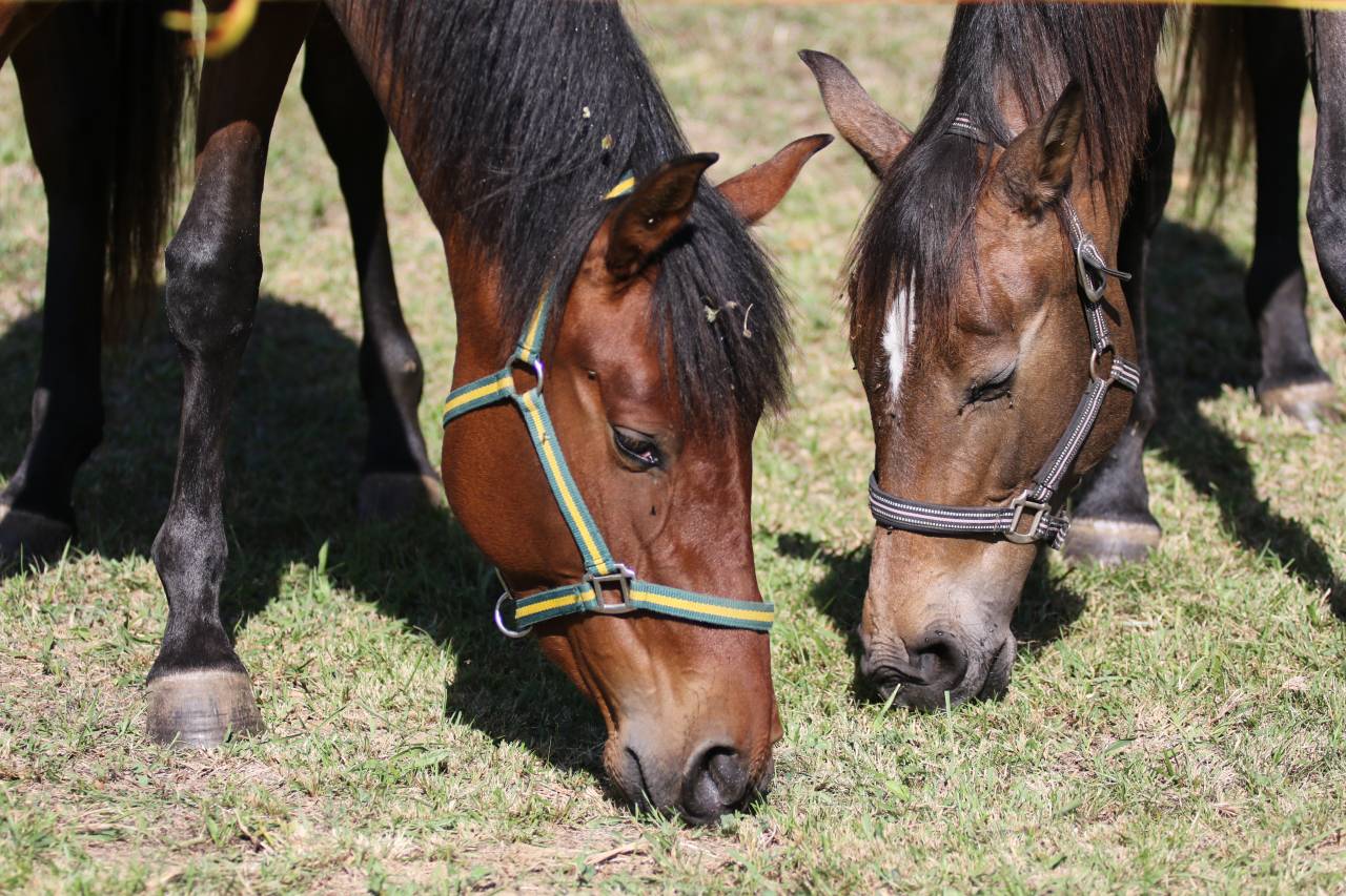 Potranca PRE Pura Raza Española En venta 2023 Bayo por Trianero 29