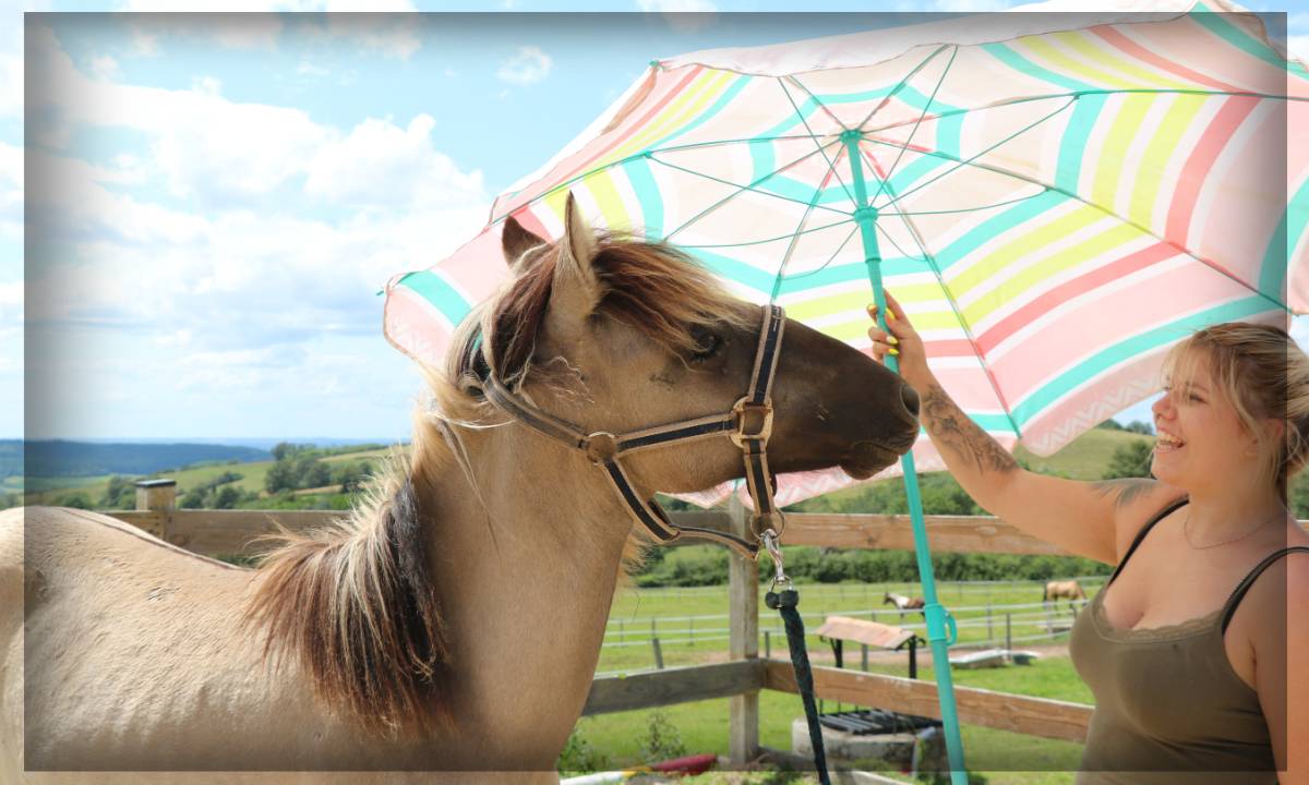 Caballo castrado Origen No Constatado En venta 2023 Grullo