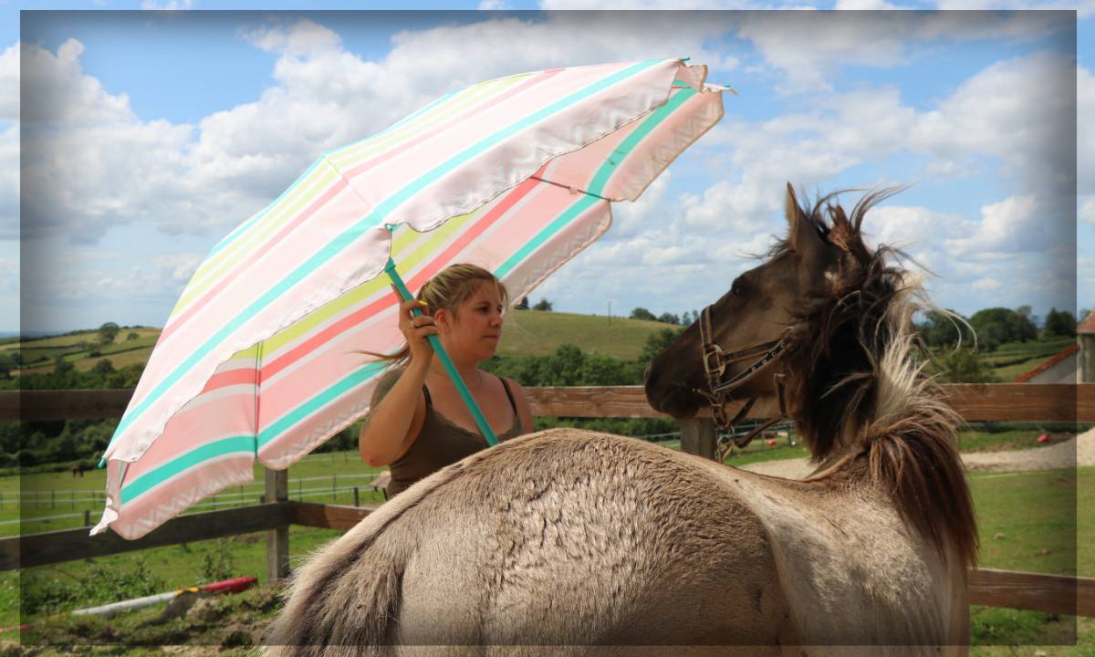 Caballo castrado Origen No Constatado En venta 2023 Grullo