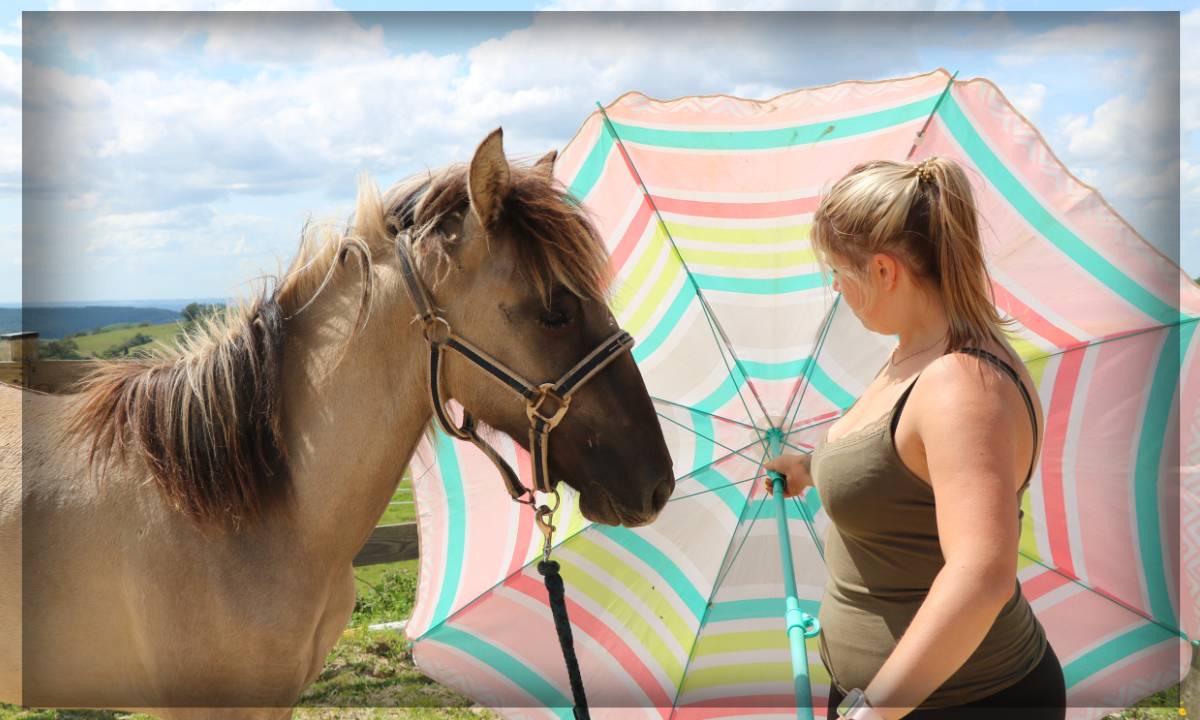 Caballo castrado Origen No Constatado En venta 2023 Grullo