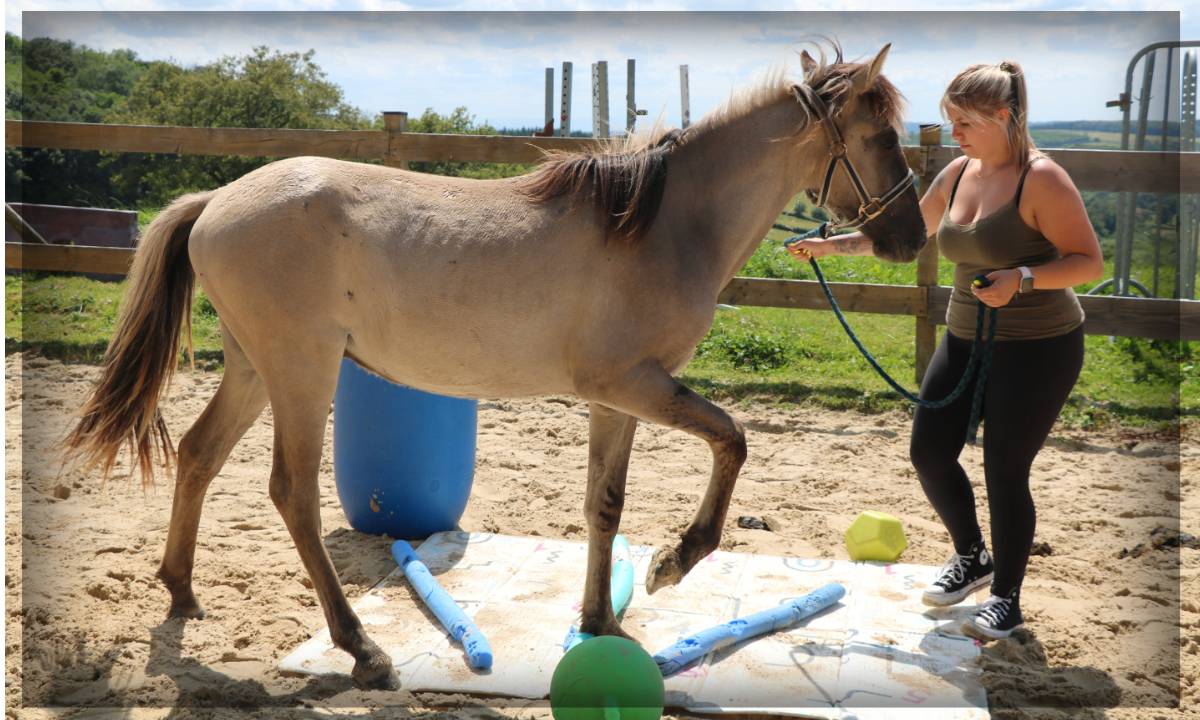 Caballo castrado Origen No Constatado En venta 2023 Grullo