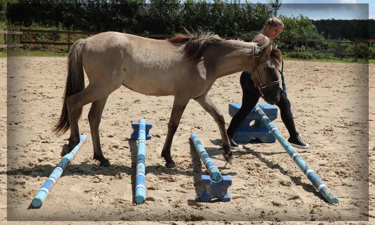 Caballo castrado Origen No Constatado En venta 2023 Grullo