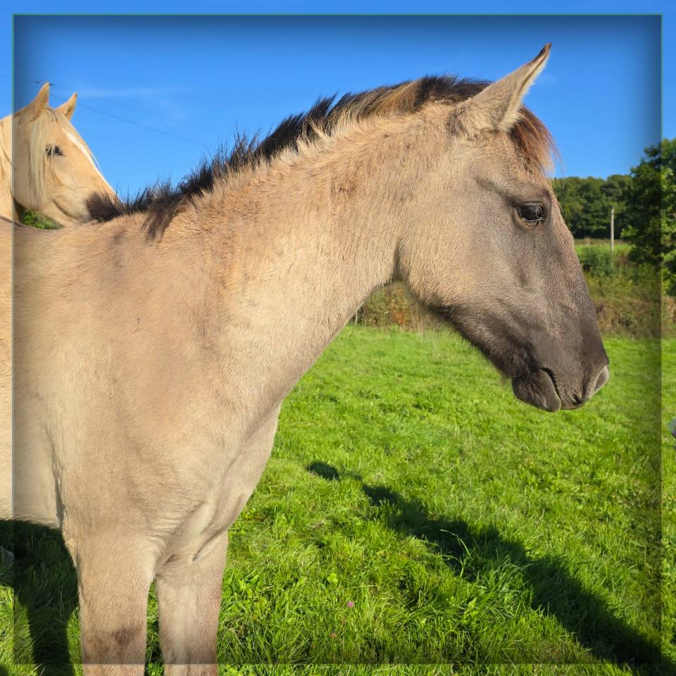 Caballo castrado Origen No Constatado En venta 2023 Grullo