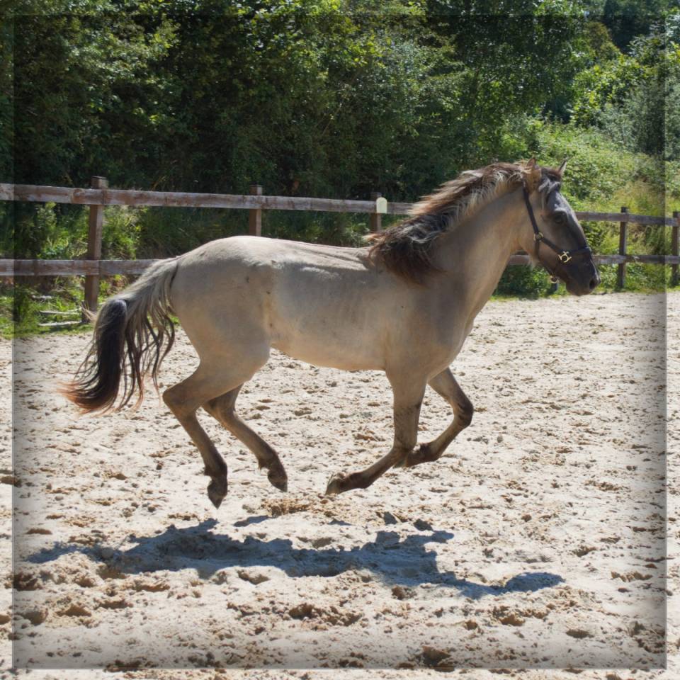 Caballo castrado Origen No Constatado En venta 2023 Grullo