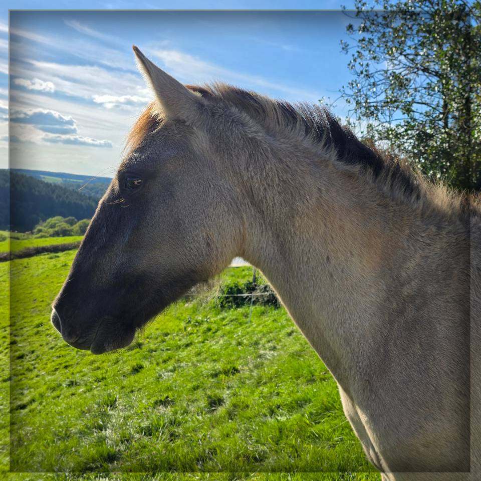 Caballo castrado Origen No Constatado En venta 2023 Grullo