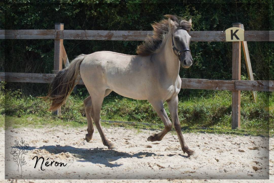 Caballo castrado Origen No Constatado En venta 2023 Grullo