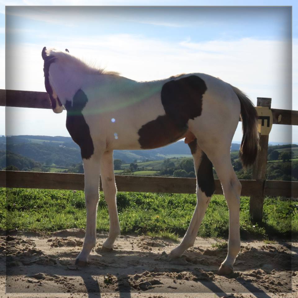 Potro Silla Francés En venta 2025 Pío por ROCCOSSIFRED