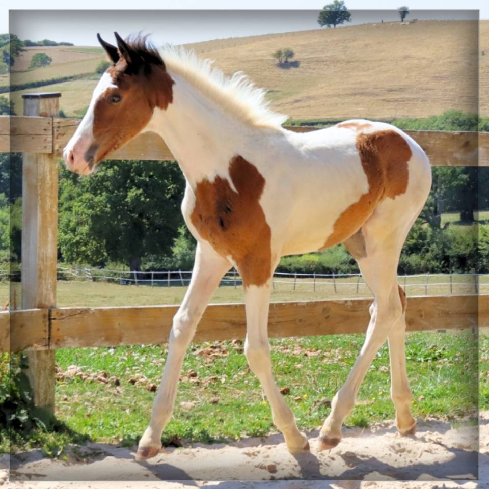Potro Silla Francés En venta 2025 Pío por ROCCOSSIFRED