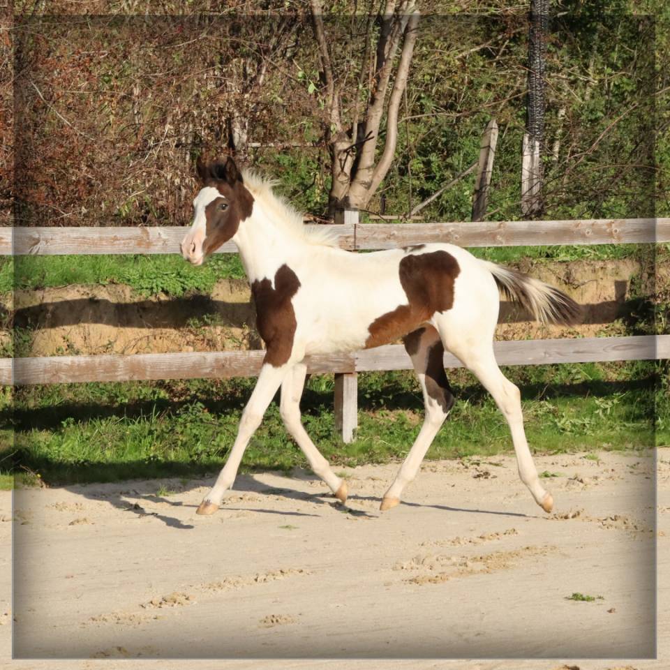 Potro Silla Francés En venta 2025 Pío por ROCCOSSIFRED