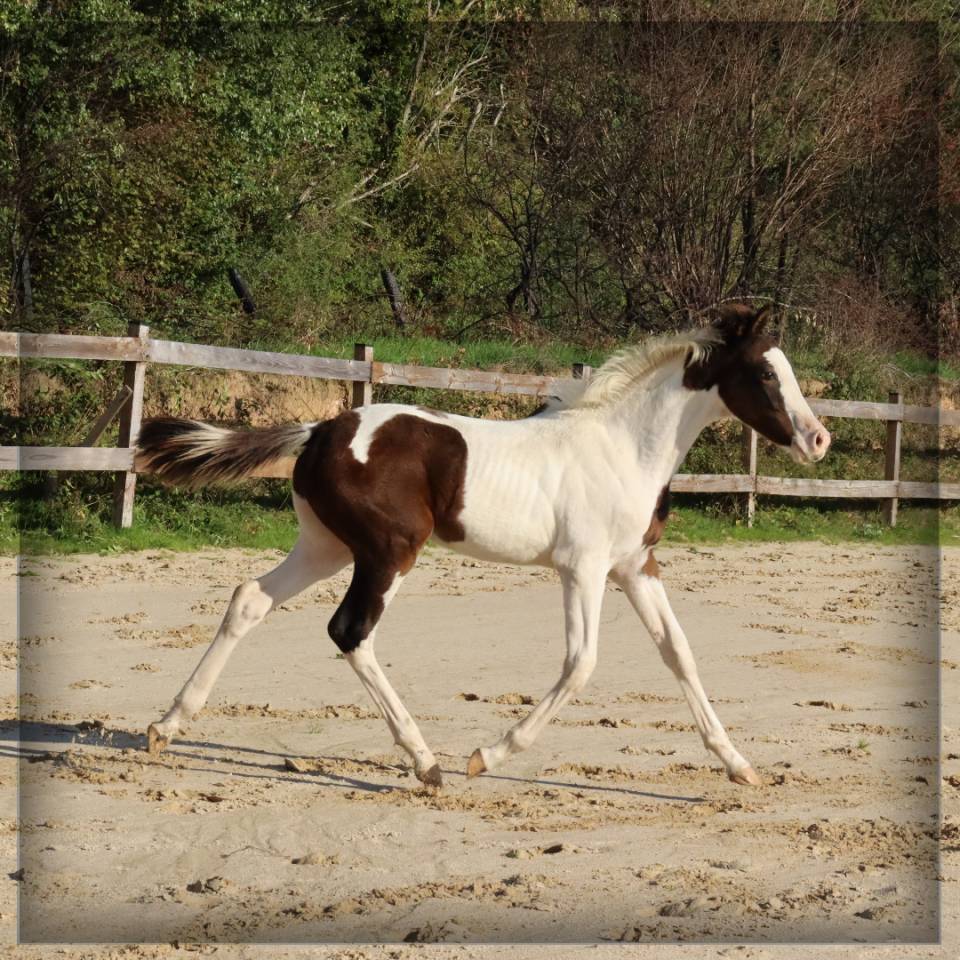 Potro Silla Francés En venta 2025 Pío por ROCCOSSIFRED