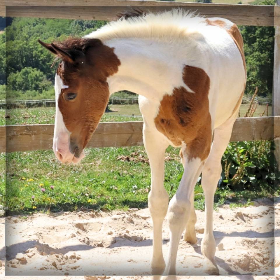 Potro Silla Francés En venta 2025 Pío por ROCCOSSIFRED