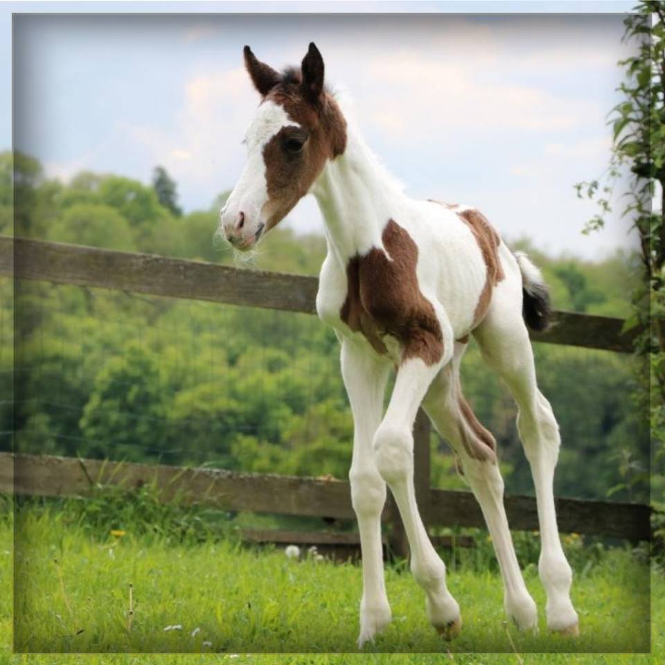 Potro Silla Francés En venta 2025 Pío por ROCCOSSIFRED