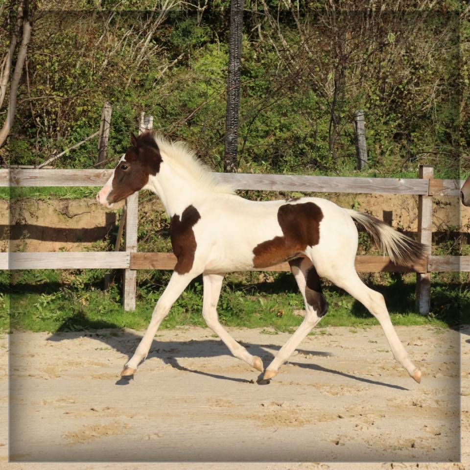 Potro Silla Francés En venta 2025 Pío por ROCCOSSIFRED