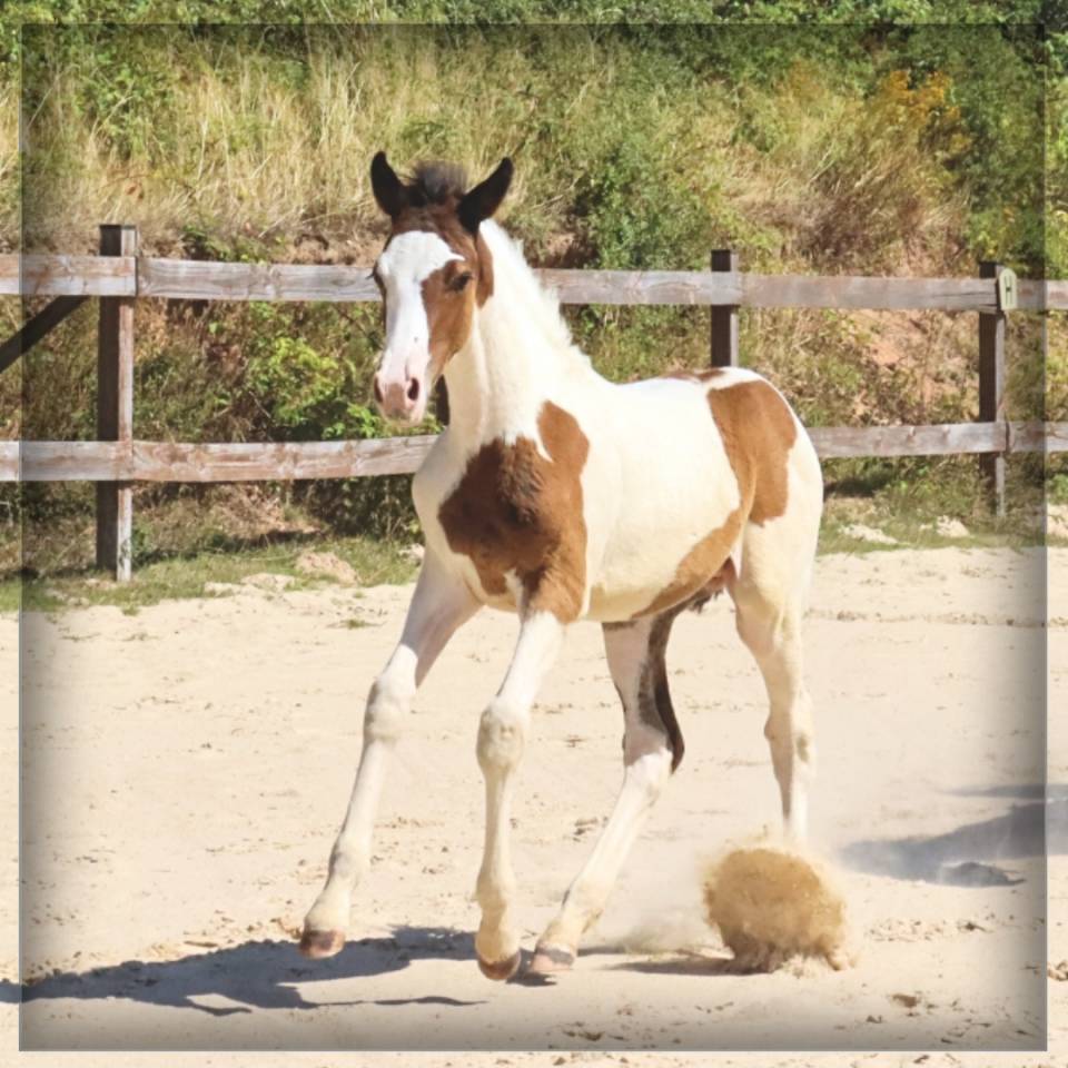 Potro Silla Francés En venta 2025 Pío por ROCCOSSIFRED