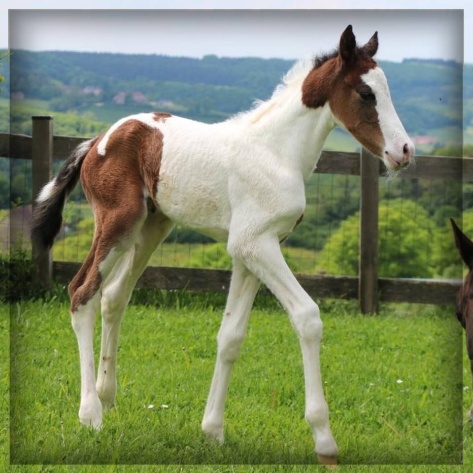 Potro Silla Francés En venta 2025 Pío por ROCCOSSIFRED