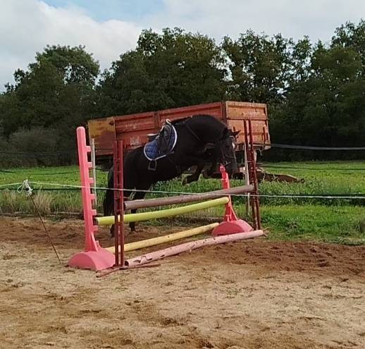 Caballo castrado Connemara En venta 2021 Negro por TITUS DE LIAF