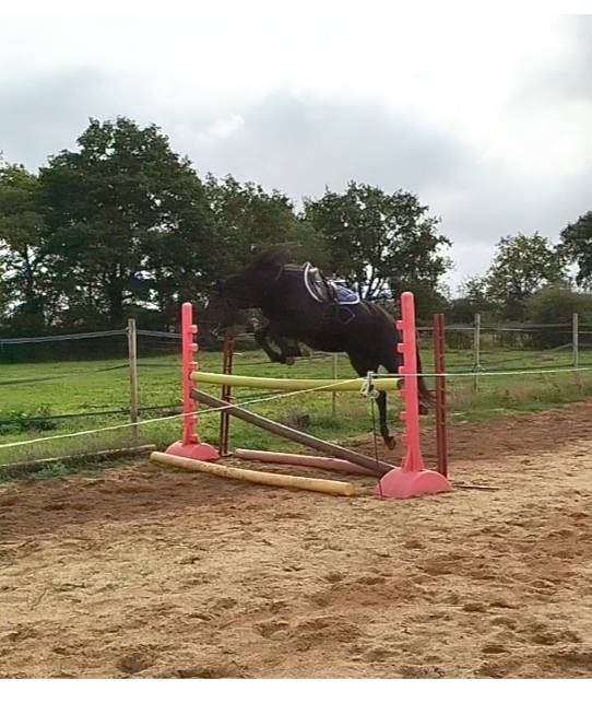 Caballo castrado Connemara En venta 2021 Negro por TITUS DE LIAF