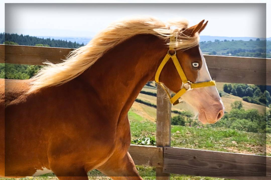 Caballo entero Welsh Poni (Sección D), Welsh Cob  En venta 2024 Alazán por Easy Boy de Maïka