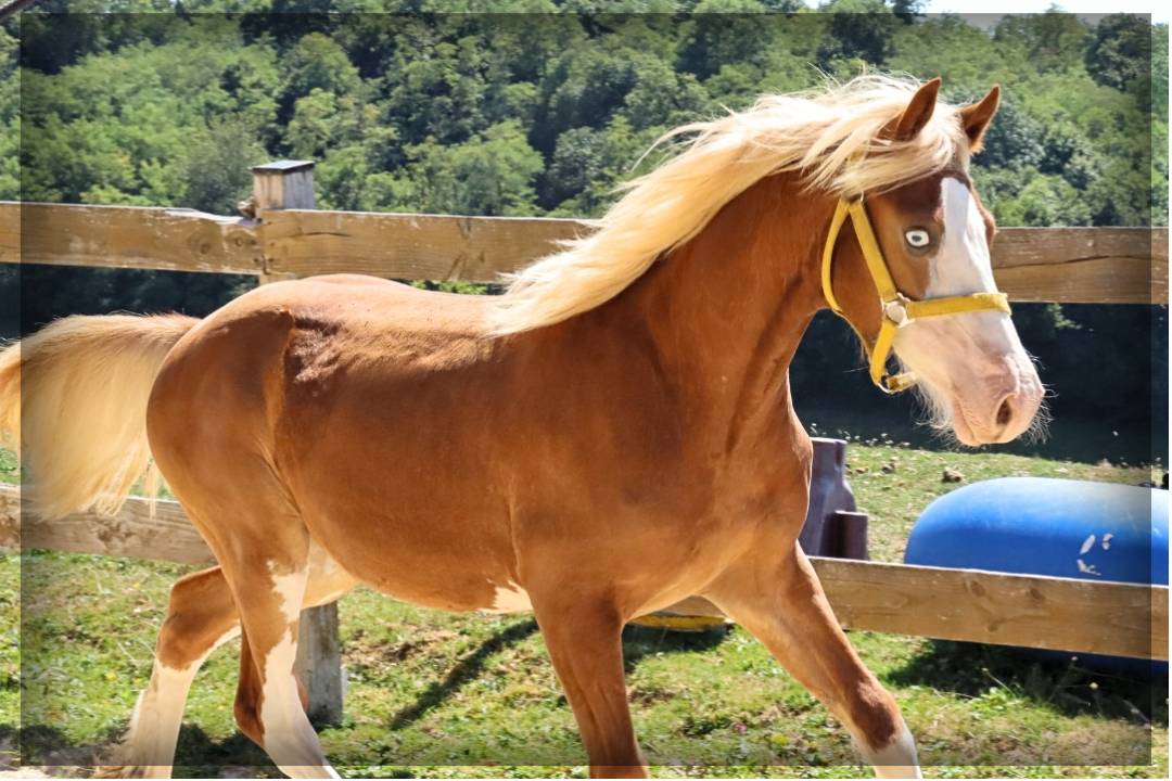 Caballo entero Welsh Poni (Sección D), Welsh Cob  En venta 2024 Alazán por Easy Boy de Maïka