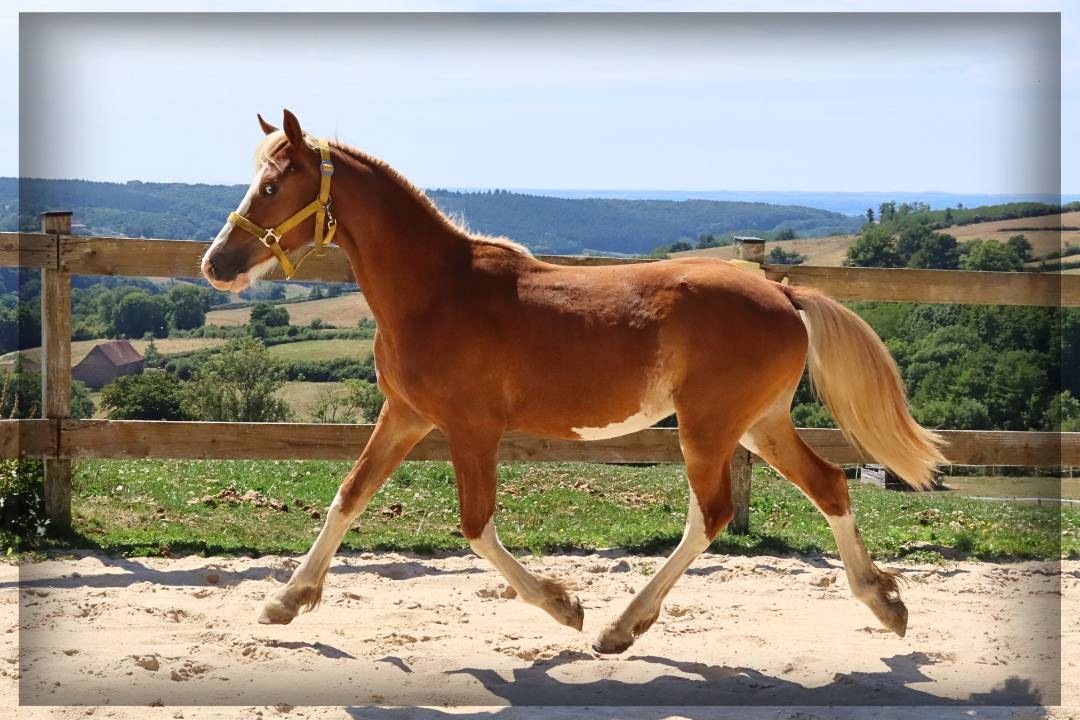 Caballo entero Welsh Poni (Sección D), Welsh Cob  En venta 2024 Alazán por Easy Boy de Maïka