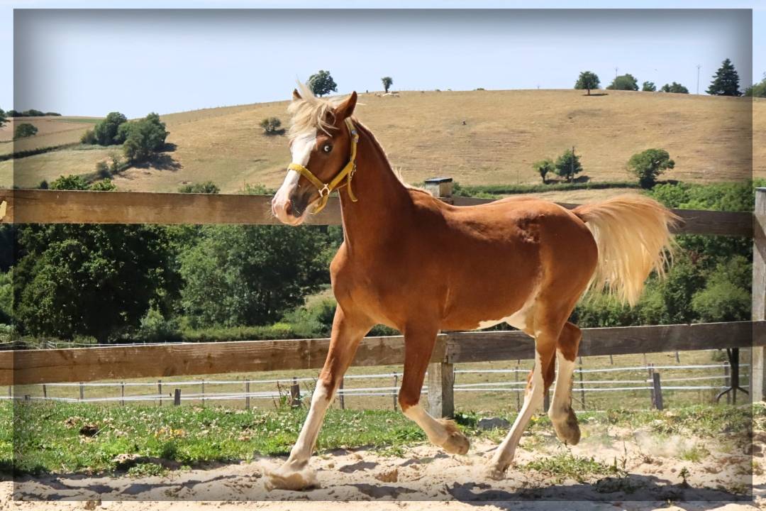 Caballo entero Welsh Poni (Sección D), Welsh Cob  En venta 2024 Alazán por Easy Boy de Maïka